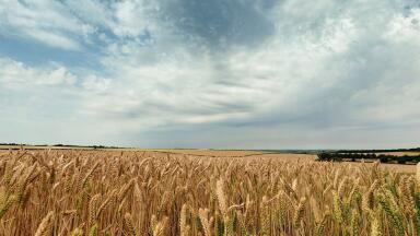 How Is the Heatwave Affecting UK Farmers?
