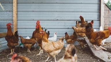 Monitoring CO2 Concentrations in Pig and Poultry Processing