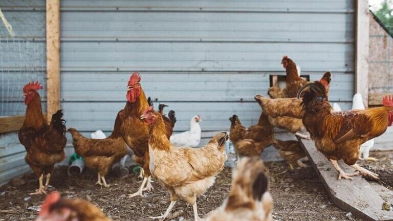 Monitoring CO2 Concentrations in Pig and Poultry Processing