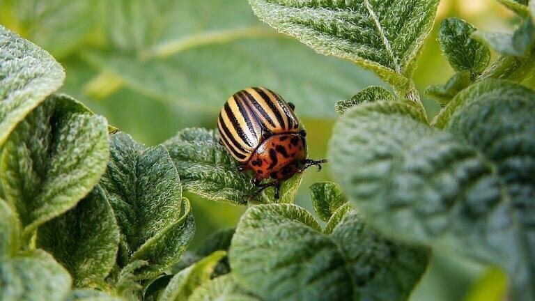 How Will Climate Change Affect Pests?