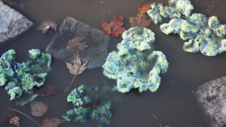 Is it Possible to Predict Algae Blooms?
