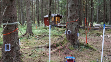 Forests: methane source or sink? or both