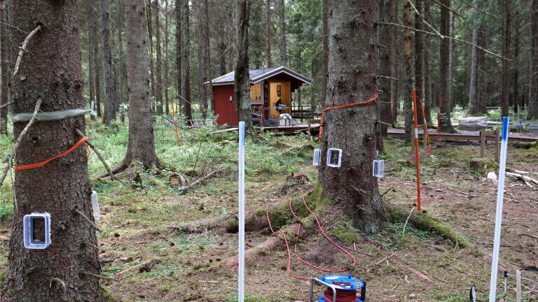 Forests: methane source or sink? or both