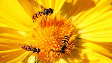 Are Bees Addicted to Pesticides?