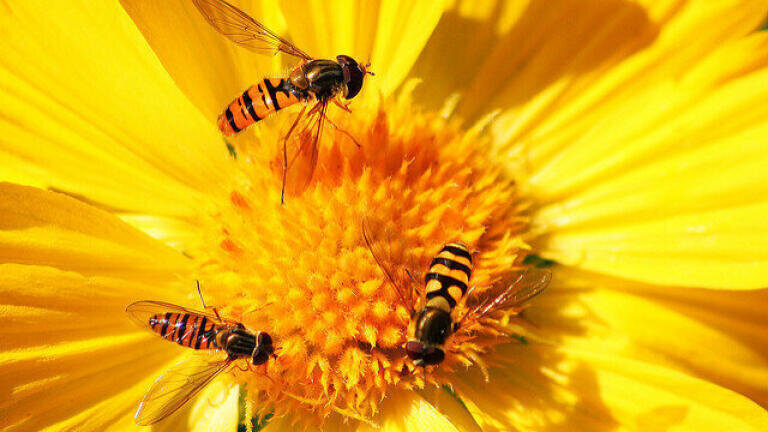 Are Bees Addicted to Pesticides?