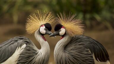 What Are the Biggest Environmental Concerns? - Biodiversity