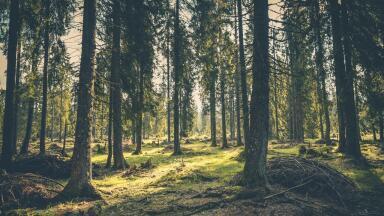What Are the Biggest Environmental Concerns? - Deforestation