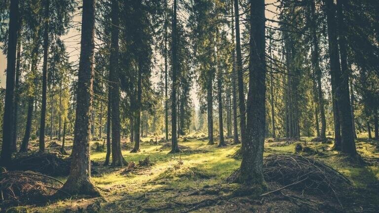 What Are the Biggest Environmental Concerns? - Deforestation