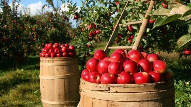 Is Organic Food Better for the Environment?