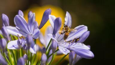 Which Plants Are Best for Bees?