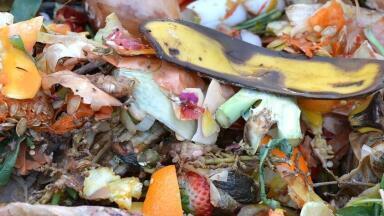 How Much Food Do We Waste?