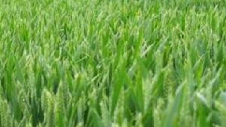 Crop yields 'boosted by soil erosion preventative measures'