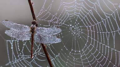Why Are UK Insect Numbers Dropping?
