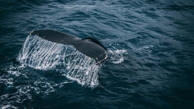 How is Plastic Pollution Impacting Marine Life?