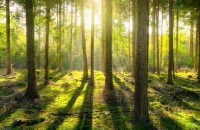 Is It Possible to Future-Proof Forests?