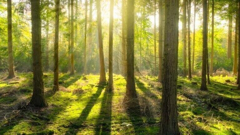 Is It Possible to Future-Proof Forests?