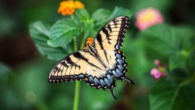 How Does Climate Change Affect Insects?