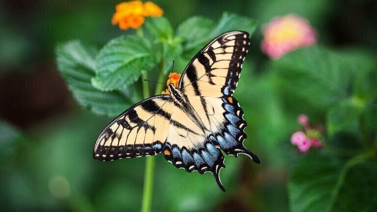 How Does Climate Change Affect Insects?