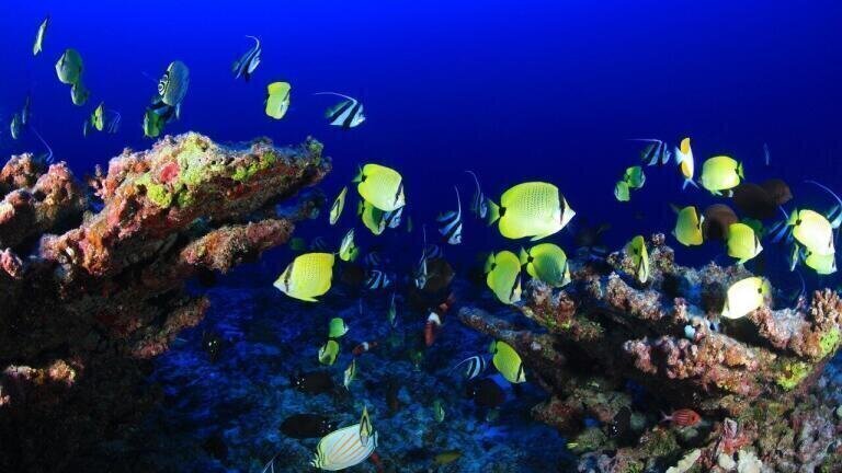 What Is the Impact of Ocean Acidification?