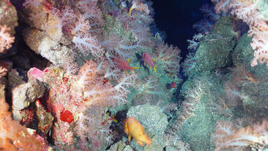 What's at the Very Bottom of the Mariana Trench?