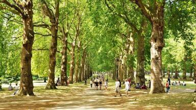 England to Plant 130,000 Trees