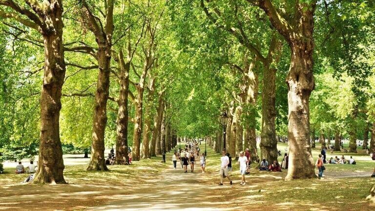 England to Plant 130,000 Trees