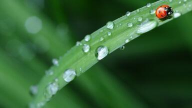 Why Does Rain Smell?