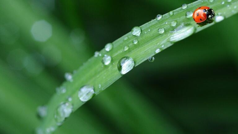Why Does Rain Smell?