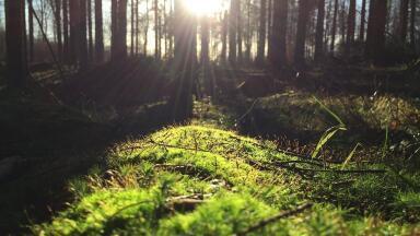 How Many Trees Do We Need to Plant?