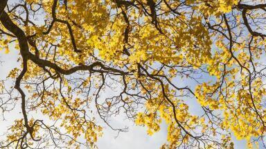 Can Wastewater Save Trees?