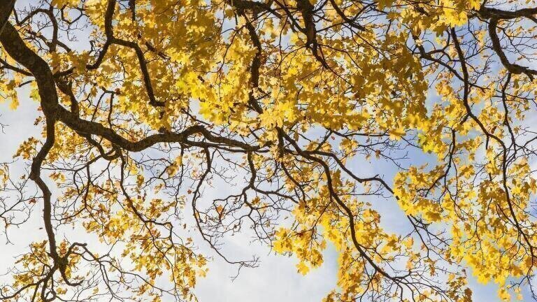Can Wastewater Save Trees?