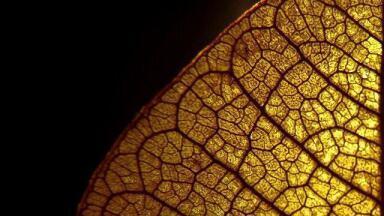 How Do Artificial Leaves Work?