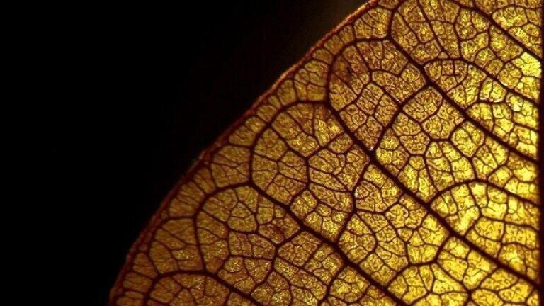 How Do Artificial Leaves Work?