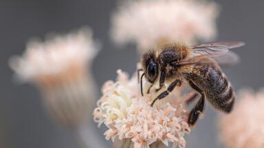 Are We Too Dependent on Pollinators?