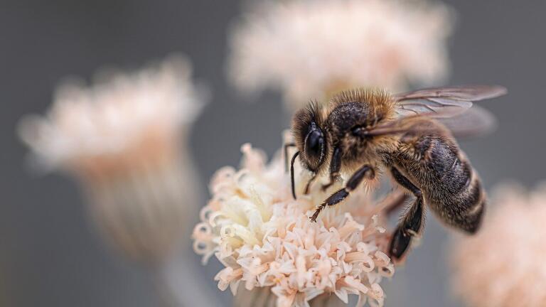 Are We Too Dependent on Pollinators?