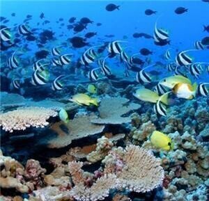Third of coral reefs 'under threat'