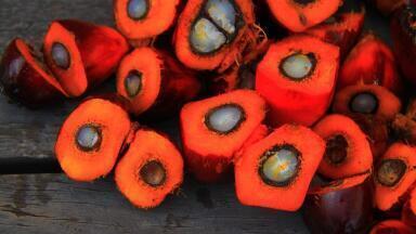 Is There Palm Oil in Your Make-Up?