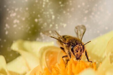 How Could Pollen Clean Water?