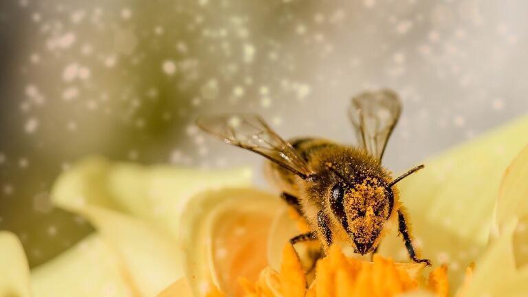 How Could Pollen Clean Water?