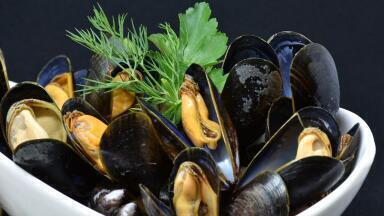 Can Mussels Reduce Water Pollution?