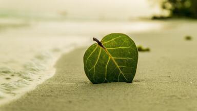 How an Artificial Leaf Can Replace Fossil Fuels