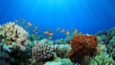Ocean Insight and Georgia Aquarium team up to create better habitats by exploring light and its impact on aquatic environments