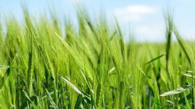 Could Farming Become an Absorber of Carbon?