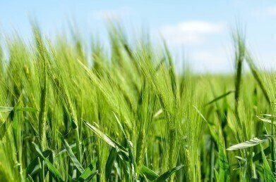Could Farming Become an Absorber of Carbon?