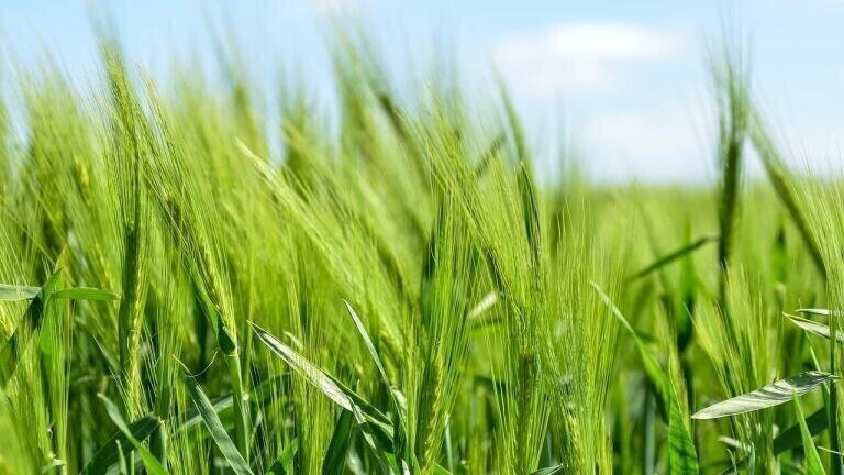 Could Farming Become an Absorber of Carbon?