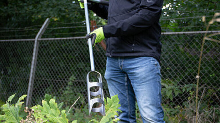 Tackle the giant hogweed problem at its roots