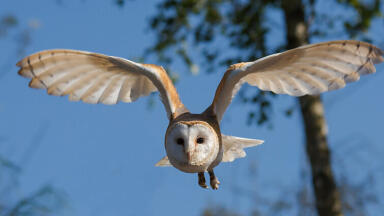 Researchers show noise pollution is threatening the survival of a number of species