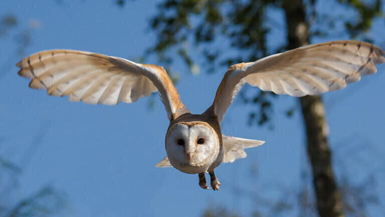 Researchers show noise pollution is threatening the survival of a number of species