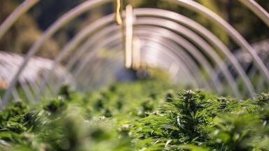 Gas Sensing for Optimal Marijuana Crop Growth for Medical Use