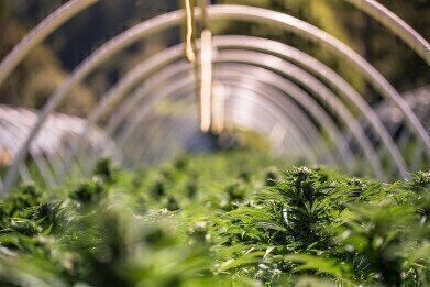 Gas Sensing for Optimal Marijuana Crop Growth for Medical Use